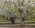 Orchard Blossom 152(1)